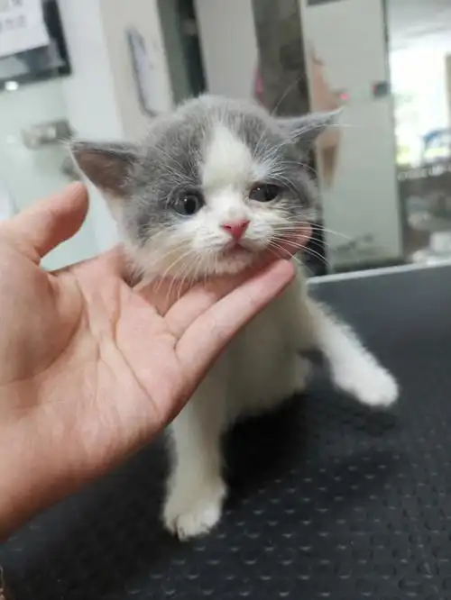 蓝白母猫快三个月了好调皮04