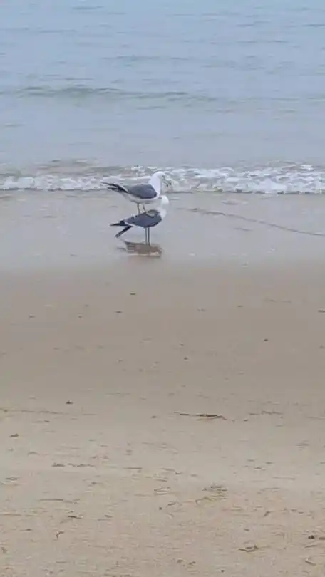 这海鸥笑得的比我还大声_新浪新闻