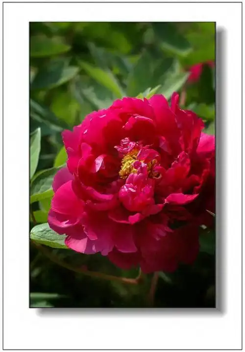 顶级绝美牡丹花,惊艳迷人!