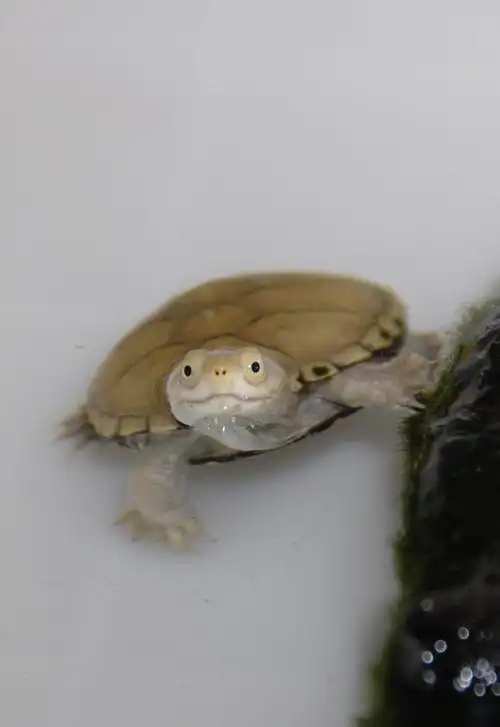 主题:小黄泽蛋龟一年记