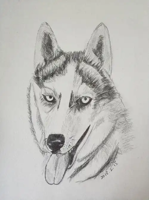 狗|插画|创作习作|没风吹的帆_原创作品-站酷zcool