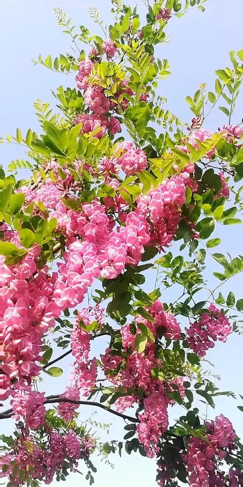 紫花洋槐(闭上一只眼看,效果更好)!