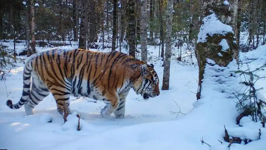 远东北亚巨虎 _ 哔哩哔哩相簿