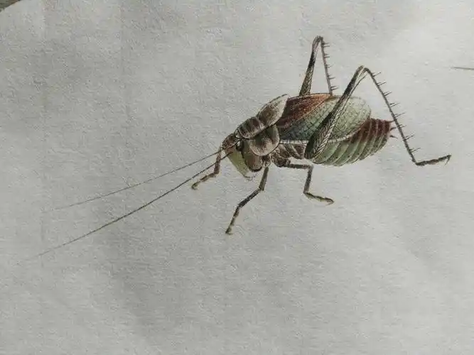 少白书画|齐白石再传弟子-汤发周的齐白石画派的工笔草虫画 ,笔意来自