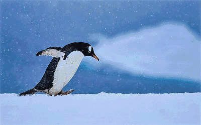 200年南极科考研究这块极寒之地正立于风口浪尖