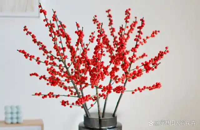 适合春节买的5种"好运花",过年养一盆,"好运财运"一起来