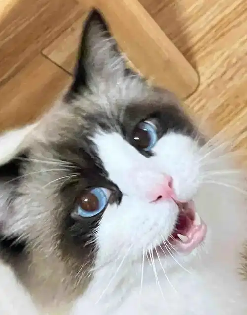 布偶猫天生好脾气,从来不炸毛,后来去医院,医生说小猫是弱智