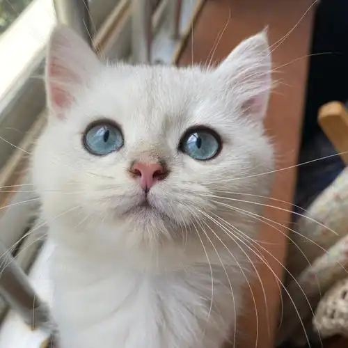 银点血的银渐层这眼睛算什么颜色