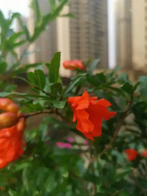 火热的石榴花和广东火热的夏天很配