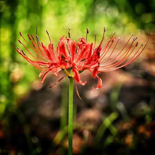 彼岸花种球多年生曼珠沙华盆栽石蒜种子当年开花室内花卉植物