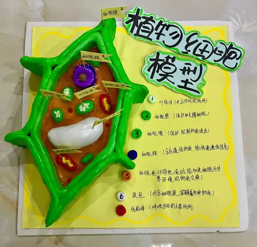 终于完成了,老姐姐实在不容易模型 细胞 初中生 黏土 初中生物