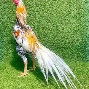 泰国斗鸡种蛋 受精蛋可孵化 泰国剑尾种蛋 纯泰国斗新疆西藏专链