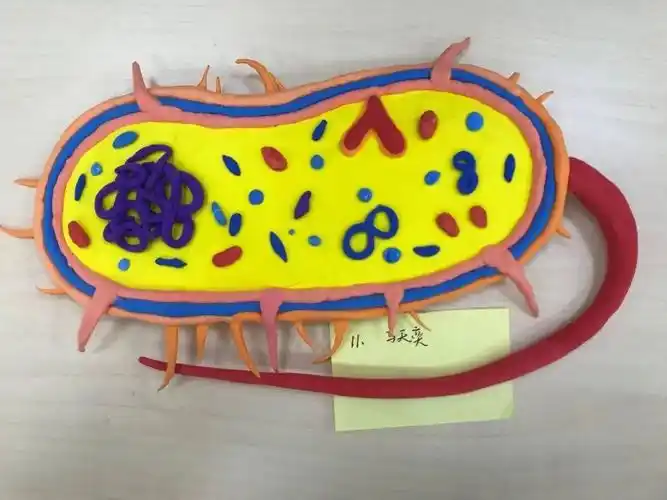 高一生物模型大赛 | 微观世界,快乐学习_细胞