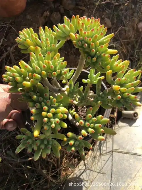 0181云南多肉植物大棚批发 小叶日冰 八千代大群多肉大号品种