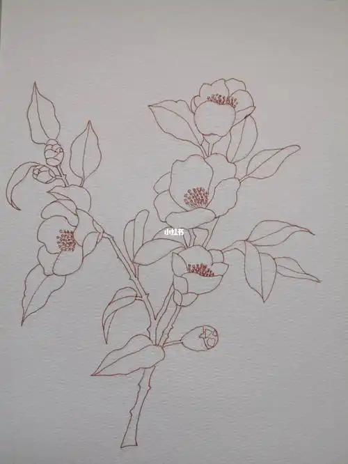 山茶花线稿