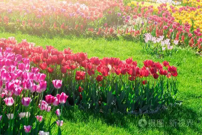 在背光温暖的日光光.春天的概念