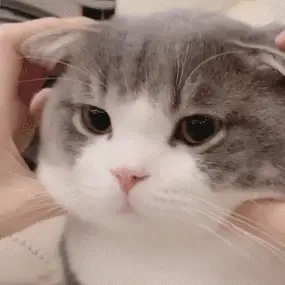 表情包:超可爱的萌宠猫咪动态静态表情包_时候_种类_不知道