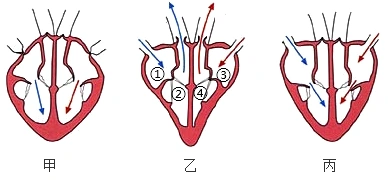 下图是心脏工作示意图下列叙述正确的是
