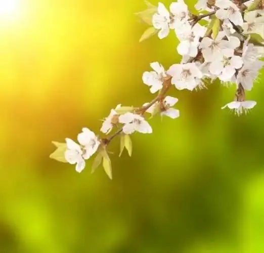 描写春天的句子摘抄春意盎然的唯美句子