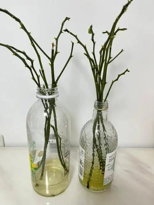 蝴蝶兰花剑扦插