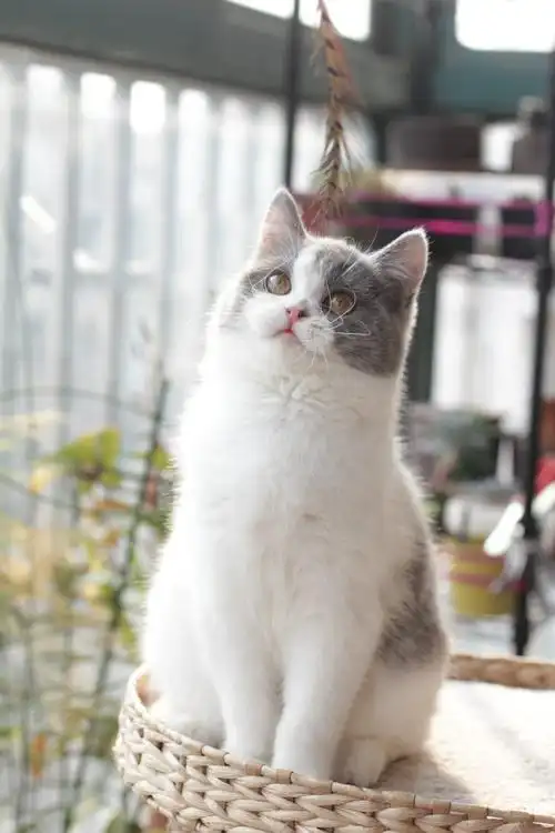 我养的梵花英短