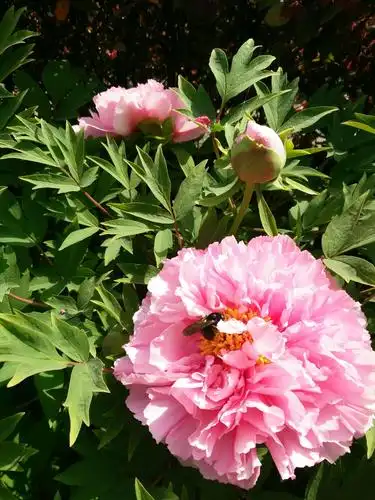 身在花丛中,牡丹花香味沁人心脾,先生说她的香味是王者的香!