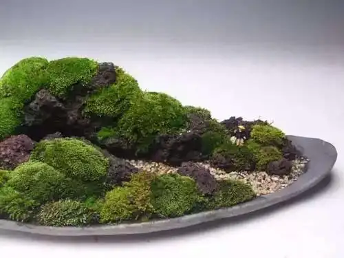 盆景也能"气质非凡",4种方法,让你制成别样苔藓盆景!