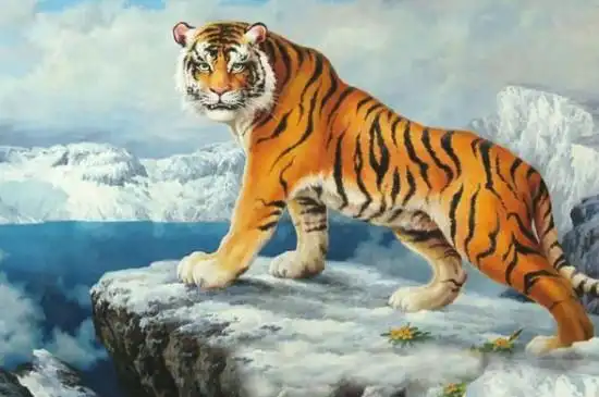 招财上山虎真实图解上山虎的风水寓意