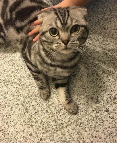 挥泪转让自家虎斑折耳七个月dd—北京折耳猫