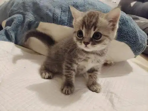 自家英短蓝虎斑生的崽崽招新家啦～价格透明