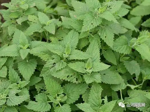 本草纲目假苏心叶荆芥