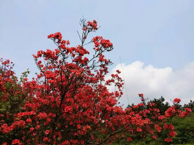 漫山遍野映山红