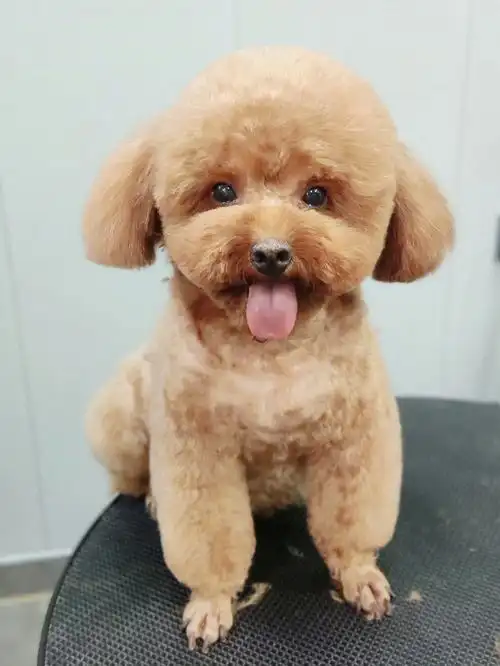 宠物美容贵宾泰迪圆头造型