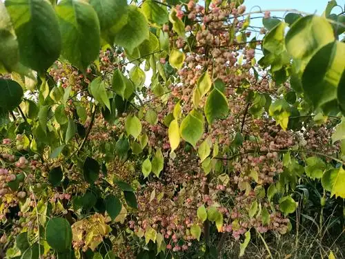 丝棉木,又称白杜