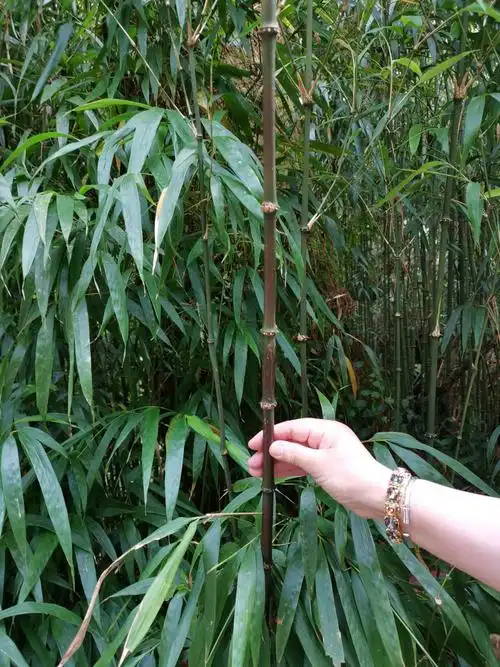 民(甲午)的美篇 - 美篇