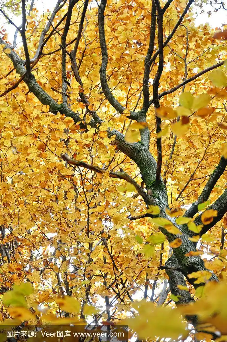 叶子,秋天,红榉,欧洲山毛榉,垂直画幅