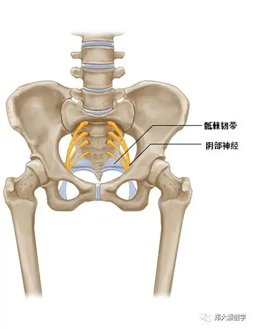棘后方经坐骨小孔重返盆腔走形骶2-4神经前支和部分副交感神经来源