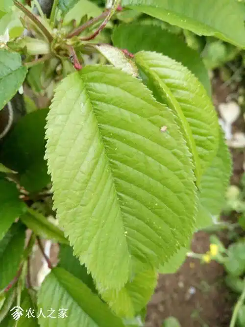 大樱桃的叶子是这样的.