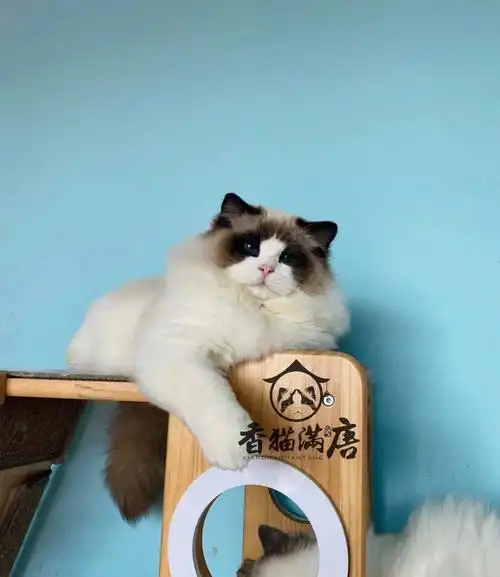 布偶猫找家  #上海猫舍  #布偶猫  #海双