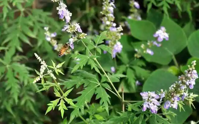 话咱家乡的荆条树
