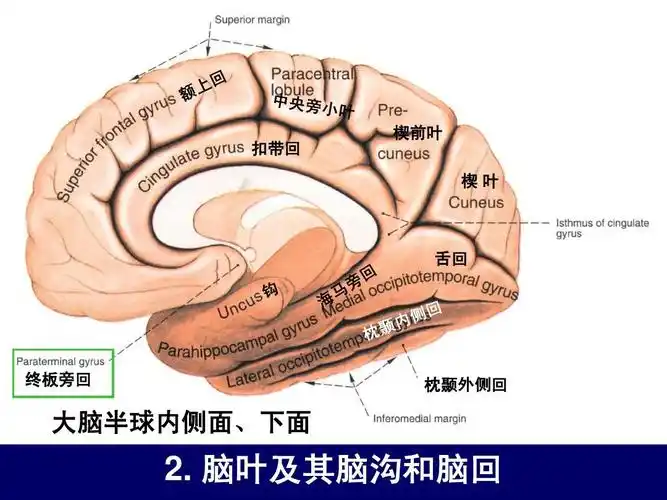 扣带回 楔前叶 楔叶 舌回 终板旁回 枕颞外侧回 大脑半球内侧面,下面