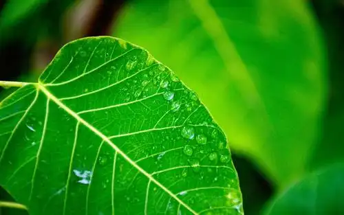 电脑壁纸 风景 小清新养眼唯美ppt背景图