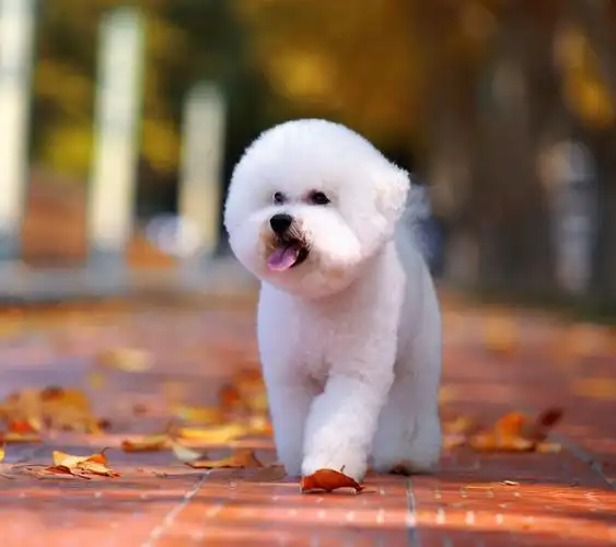 家里爱干净适合养啥宠物(室内养什么宠物最干净)