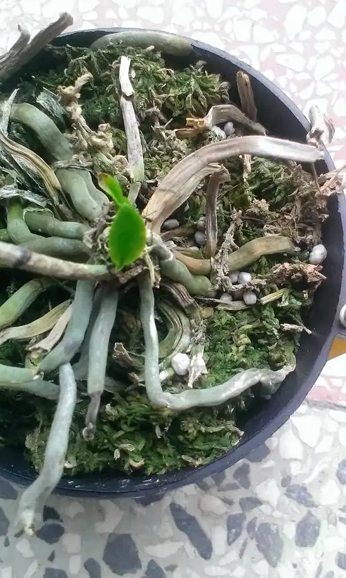 蝴蝶兰切茎增芽法介绍及个人经验分享