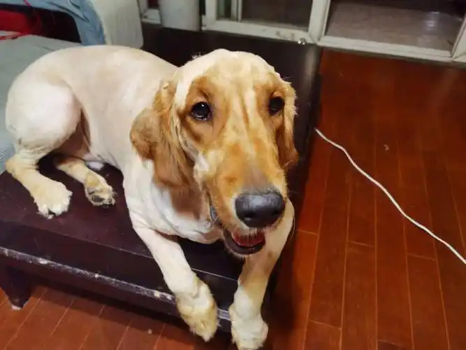 可能我是最没出息的,一边剃毛一边哭,看到皮蛋这么懂事,非常心疼,心里