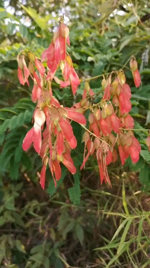 认识植物:老虎刺?