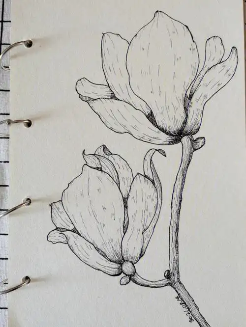 自学针管笔手绘,原创玉兰花,附原图经过一段时间的练习在打形方面有