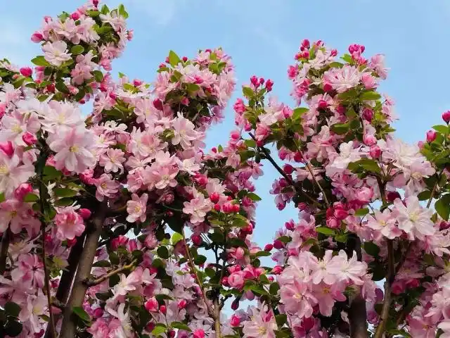 西府海棠花期多会