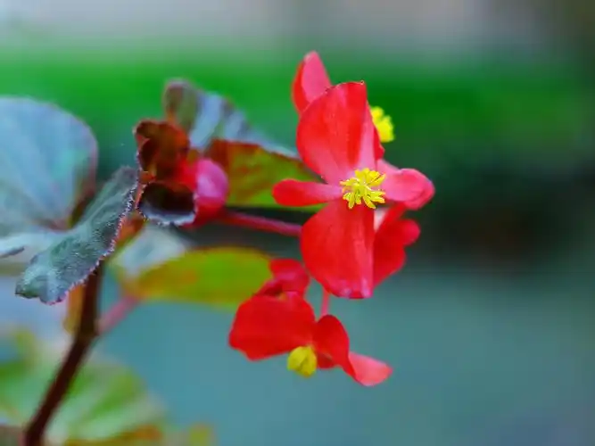 美拍四季秋海棠