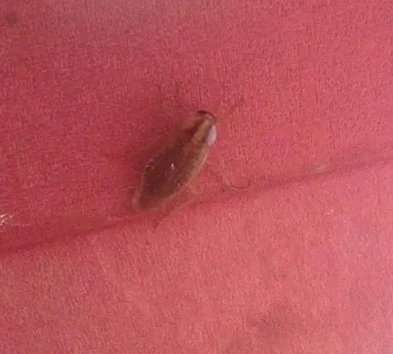 这个虫子叫什么名字,哪个药是专门杀死这种昆虫的?知道的朋友们,给